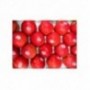 Manzana Pink Lady