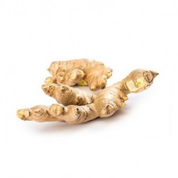 Jengibre fresco