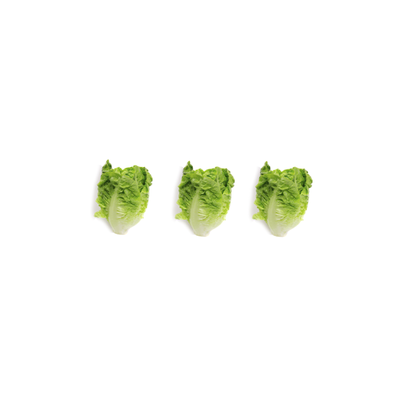 Cogollos de Tudela de Murcia pack x3