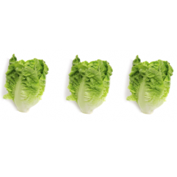 Cogollos de Tudela de Murcia pack x3