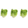 Cogollos de Tudela de Murcia pack x3